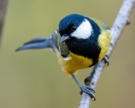 Parus major