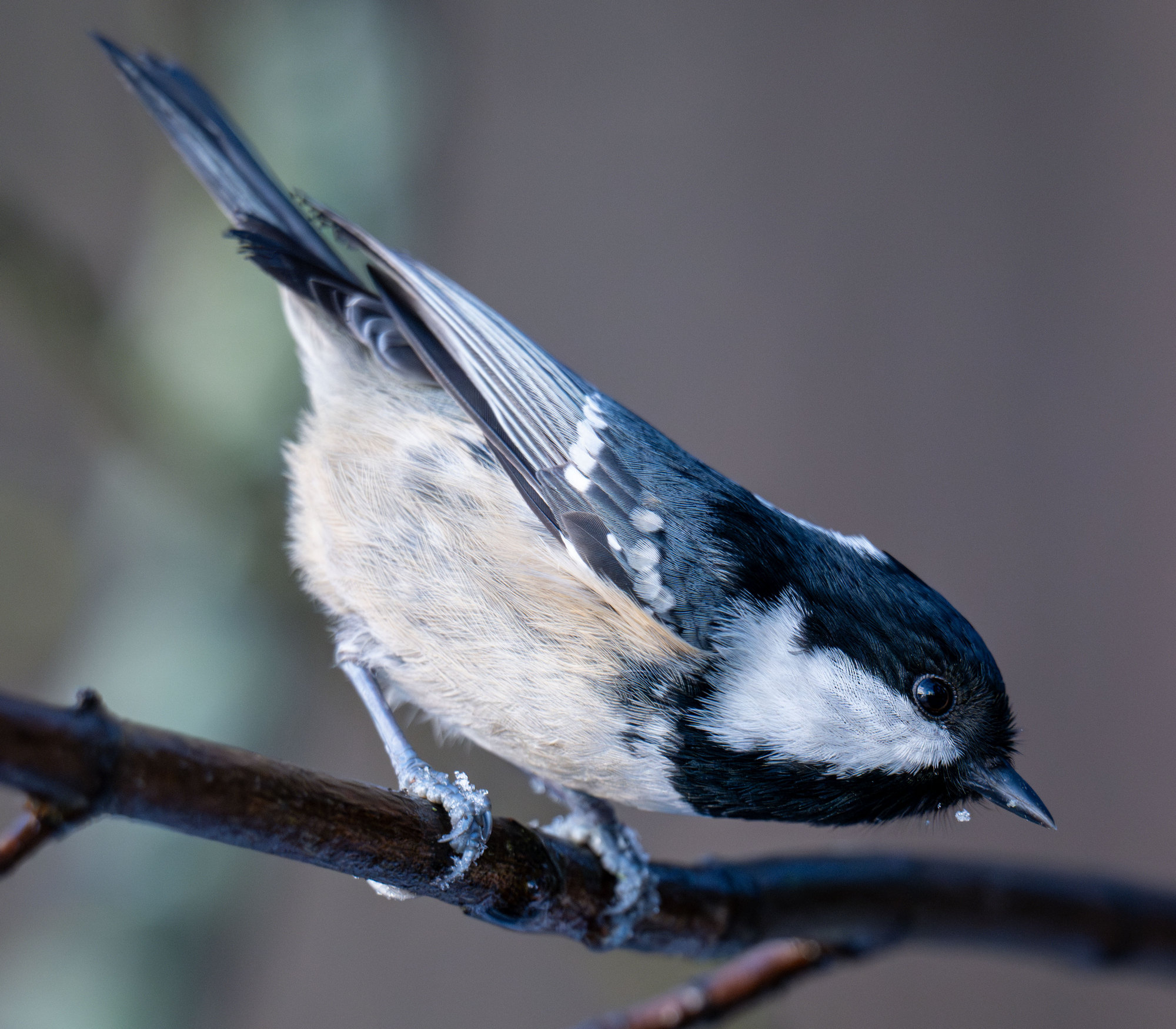 Московка (Periparus ater)