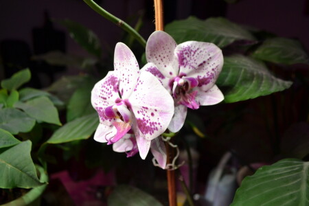 Орхидея