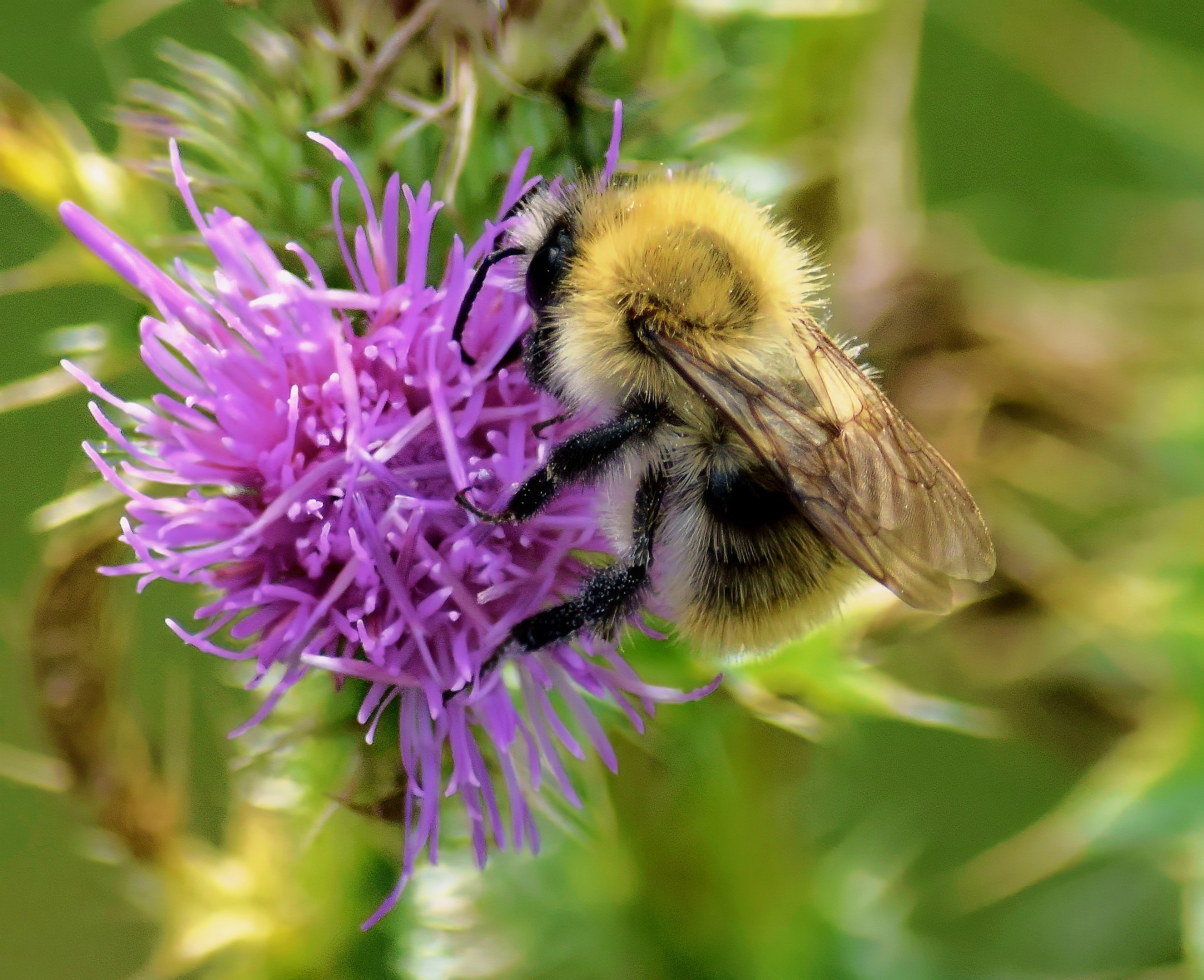Трутень на чертополохе.