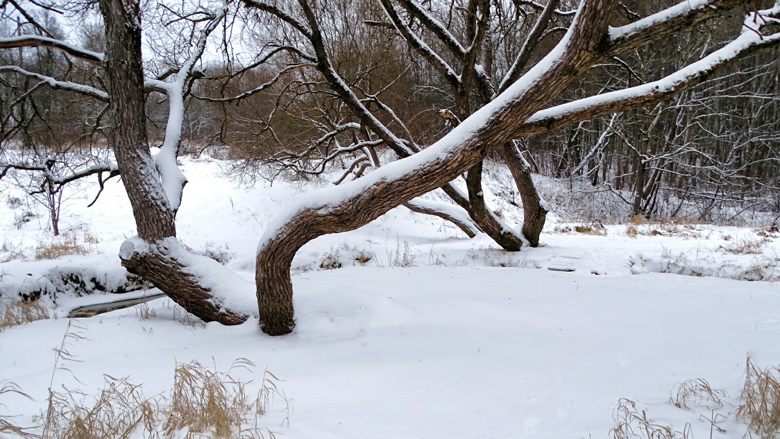 Природа Смоленщины 