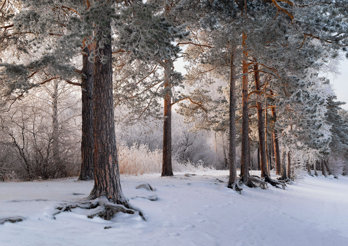Утренний иней