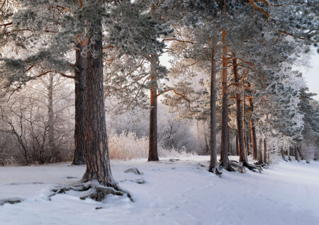 Утренний иней