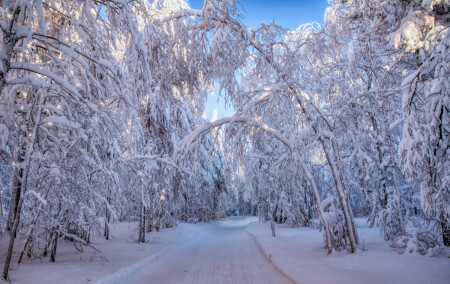 Снежная аллея 