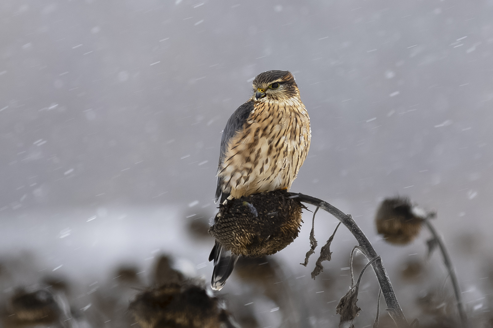Дербник в ожидании добычи