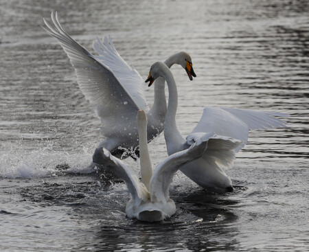 Лебеди-кликуны...Свадебные разборки