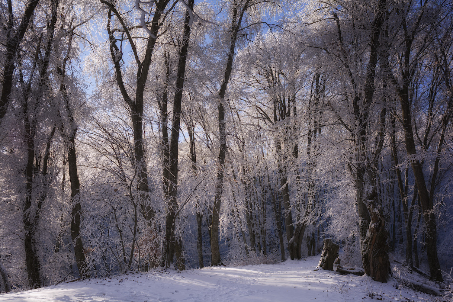 Первое зимнее утро