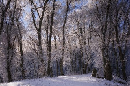 Первое зимнее утро