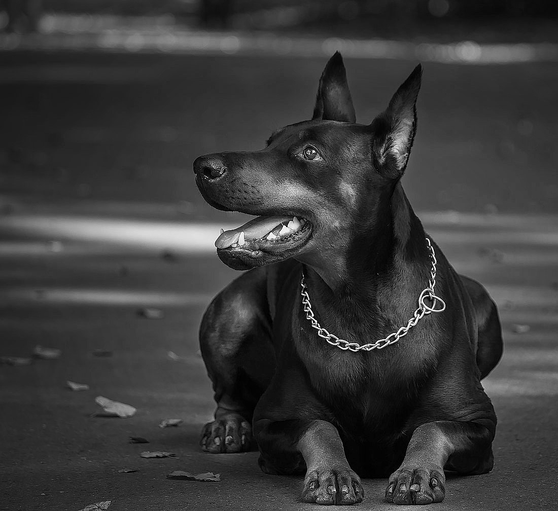 Самый преданный друг в чб