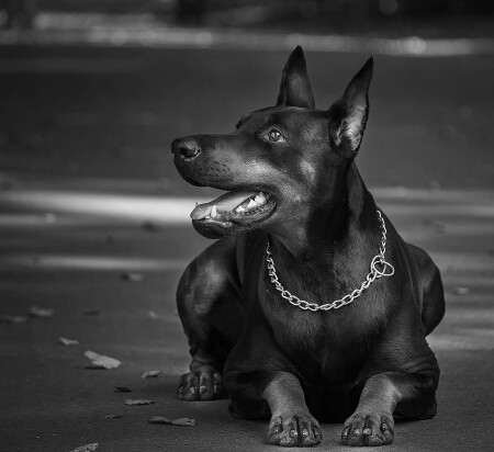 Самый преданный друг в чб