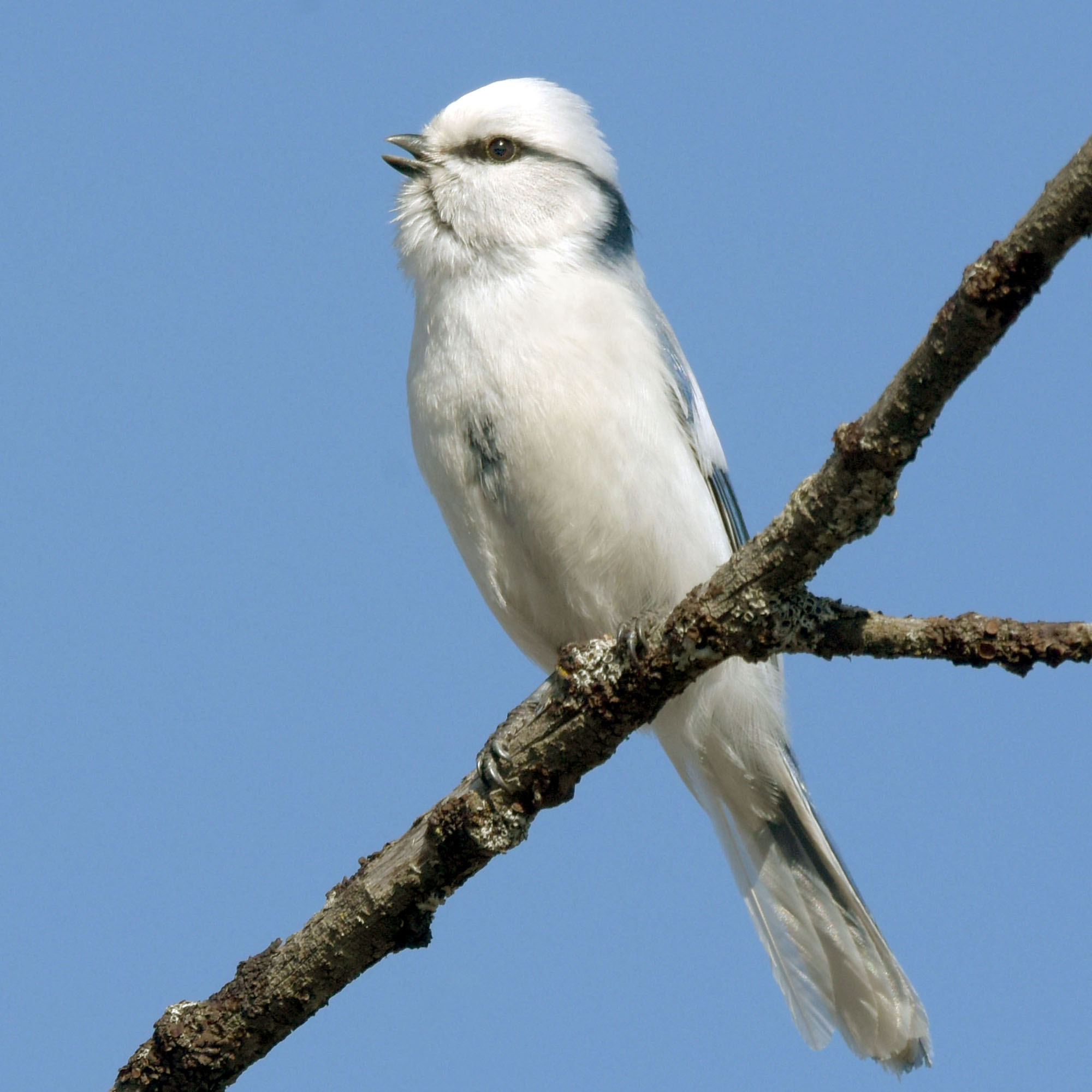 Весенняя песня