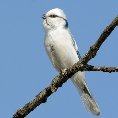 Весенняя песня