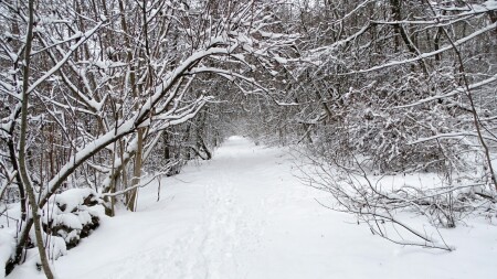 Природа Смоленщины 