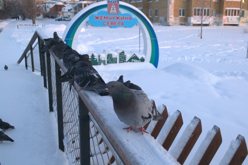 Жемчужина севера