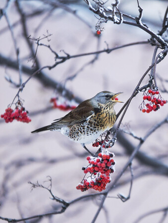 Дрозд-рябинник