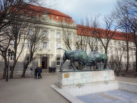 Калининград. Борющиеся зубры