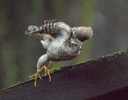 Ястреб-перепелятник