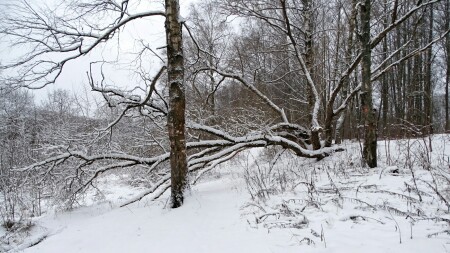 Природа Смоленщины 