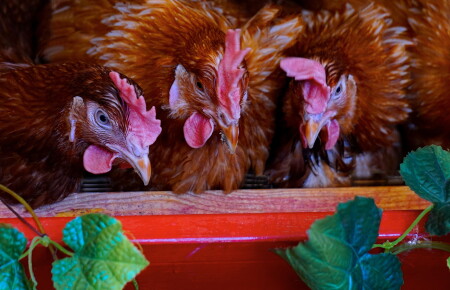 Итак, обсудим планы на новый год.