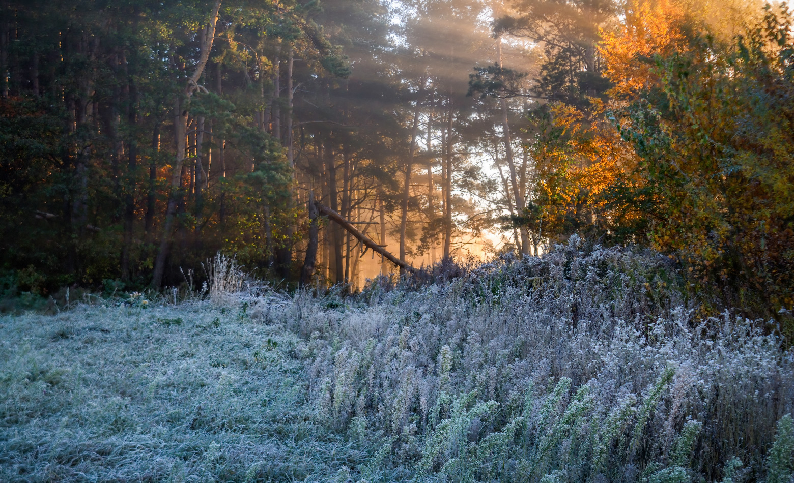 Про осень и морозный рассвет в лесу