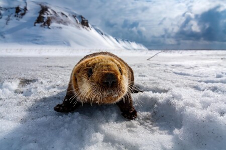 С Новым годом, друзья