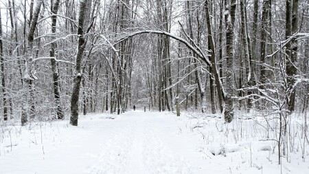 Природа Смоленщины 