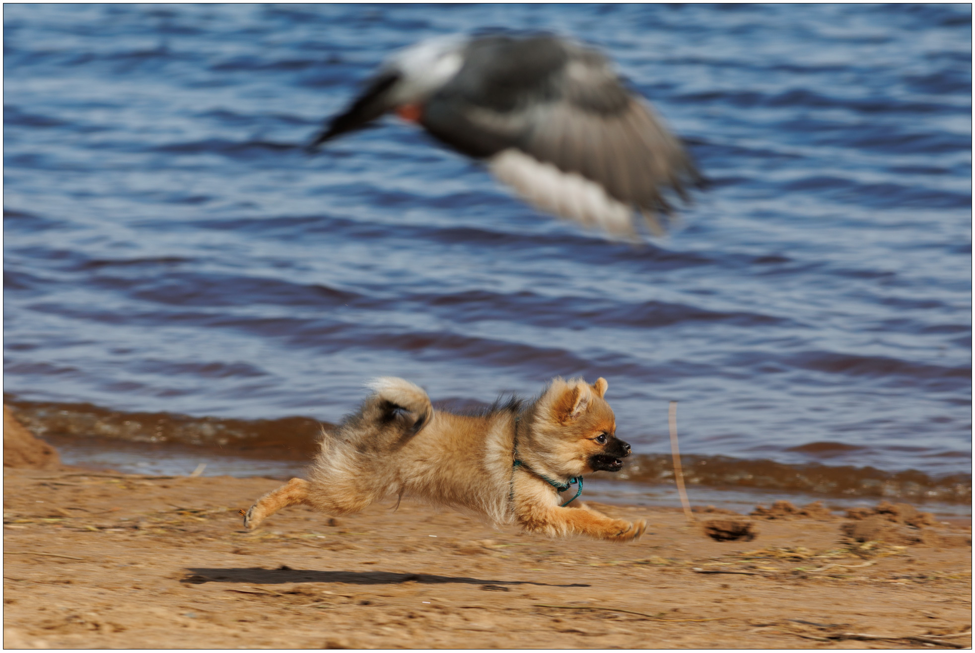 Наперегонки с голубем.