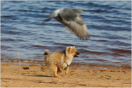 Наперегонки с голубем-2