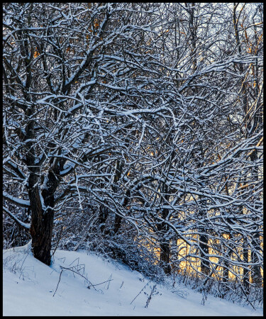 Лесной закат