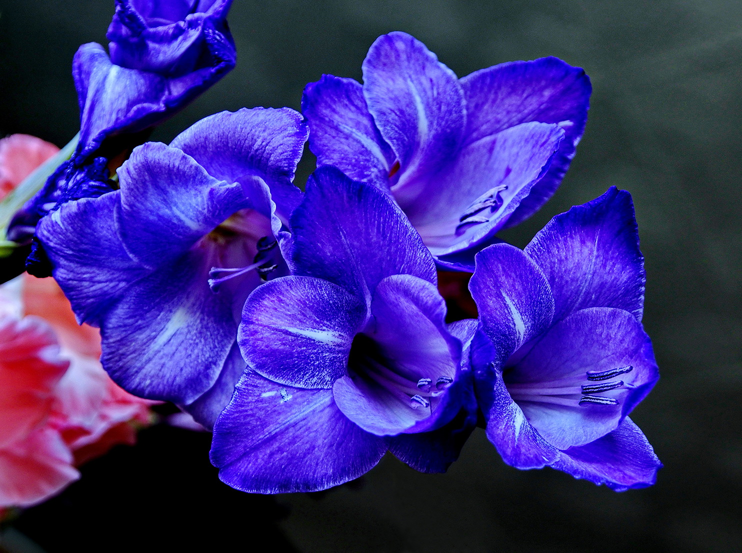 Радость лета в новогоднею ночь.