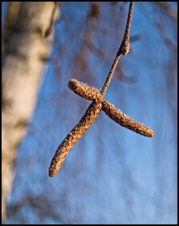 Признак весны