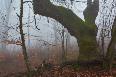Там чудеса, там Леший бродит...