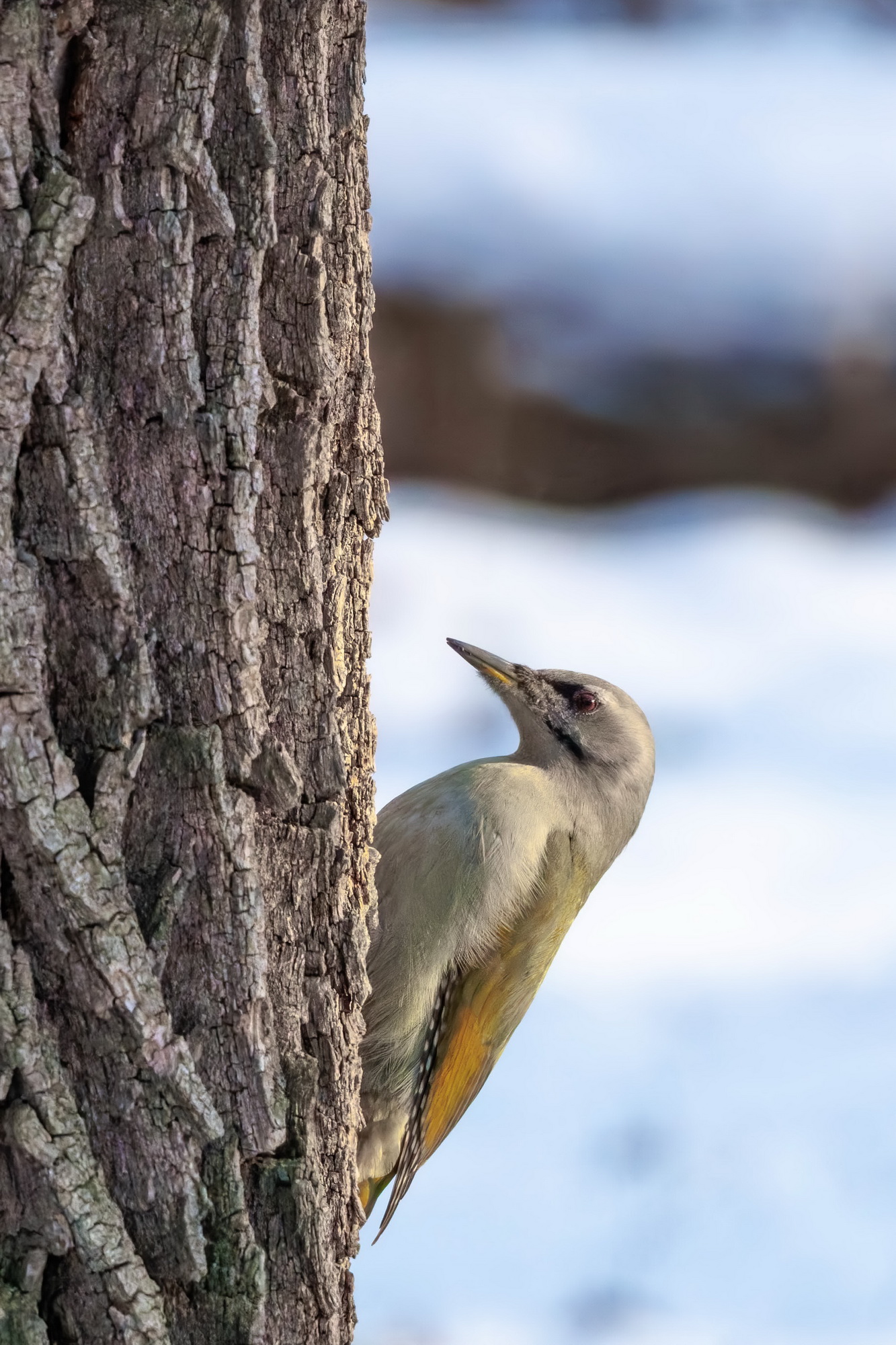Седой дятел
