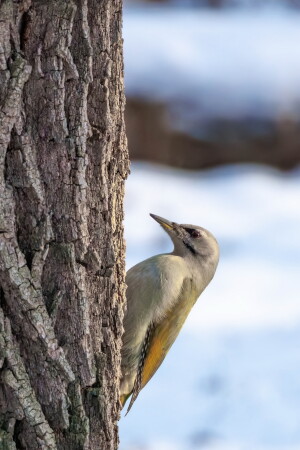 Седой дятел