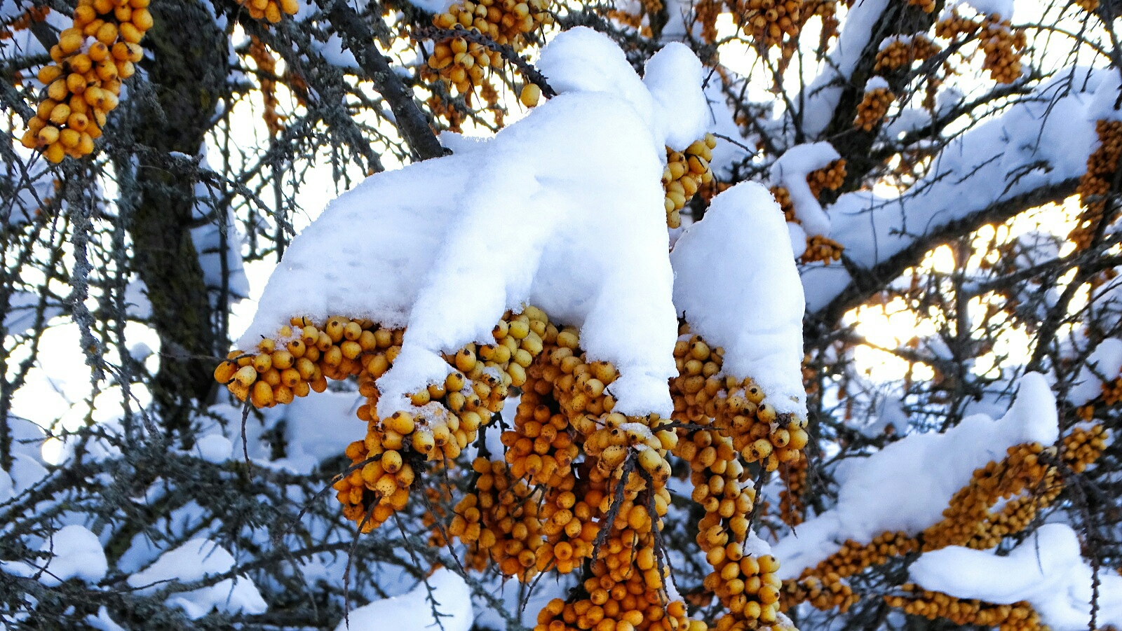 Природа Смоленщины 