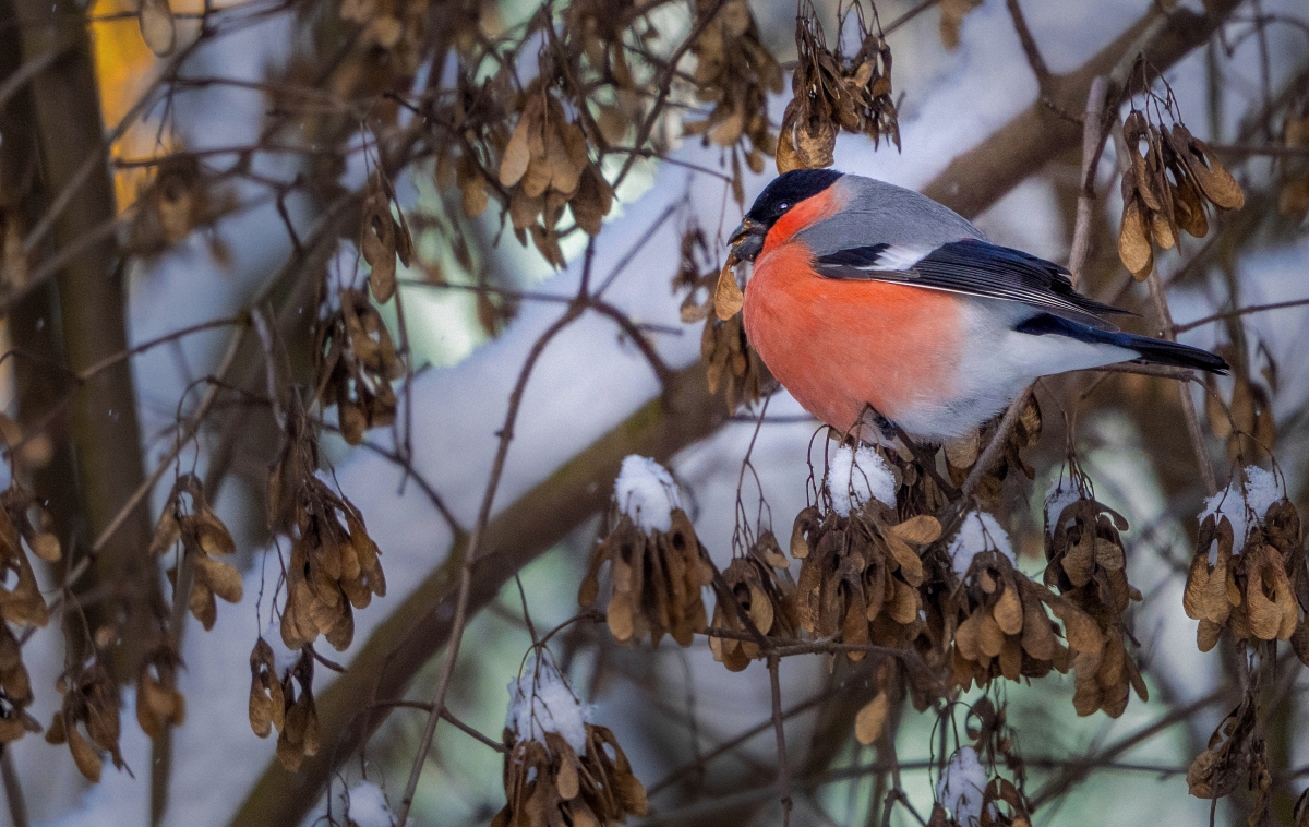 Снегирь - 2026