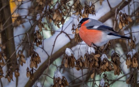 Снегирь - 2026