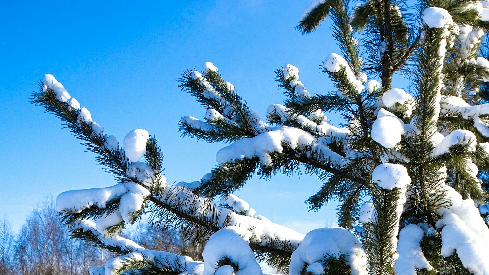 Картинка зимы 