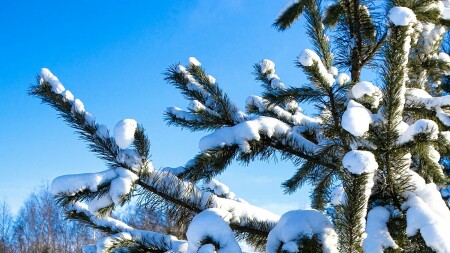 Картинка зимы 