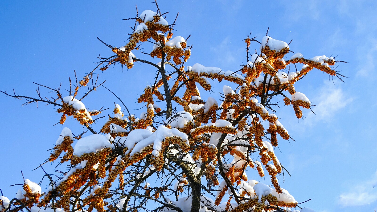 Природа Смоленщины 