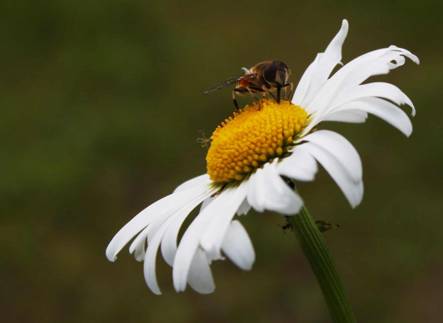 Любопытный муравей