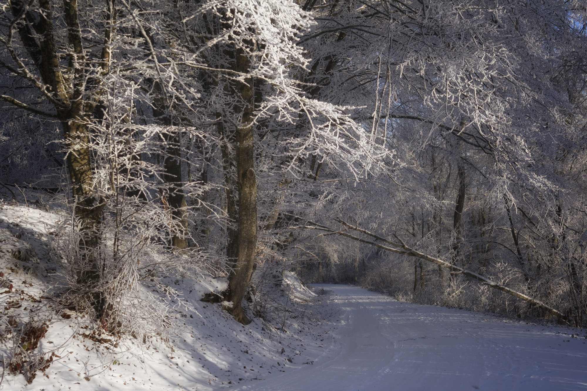 Утренняя прогулка