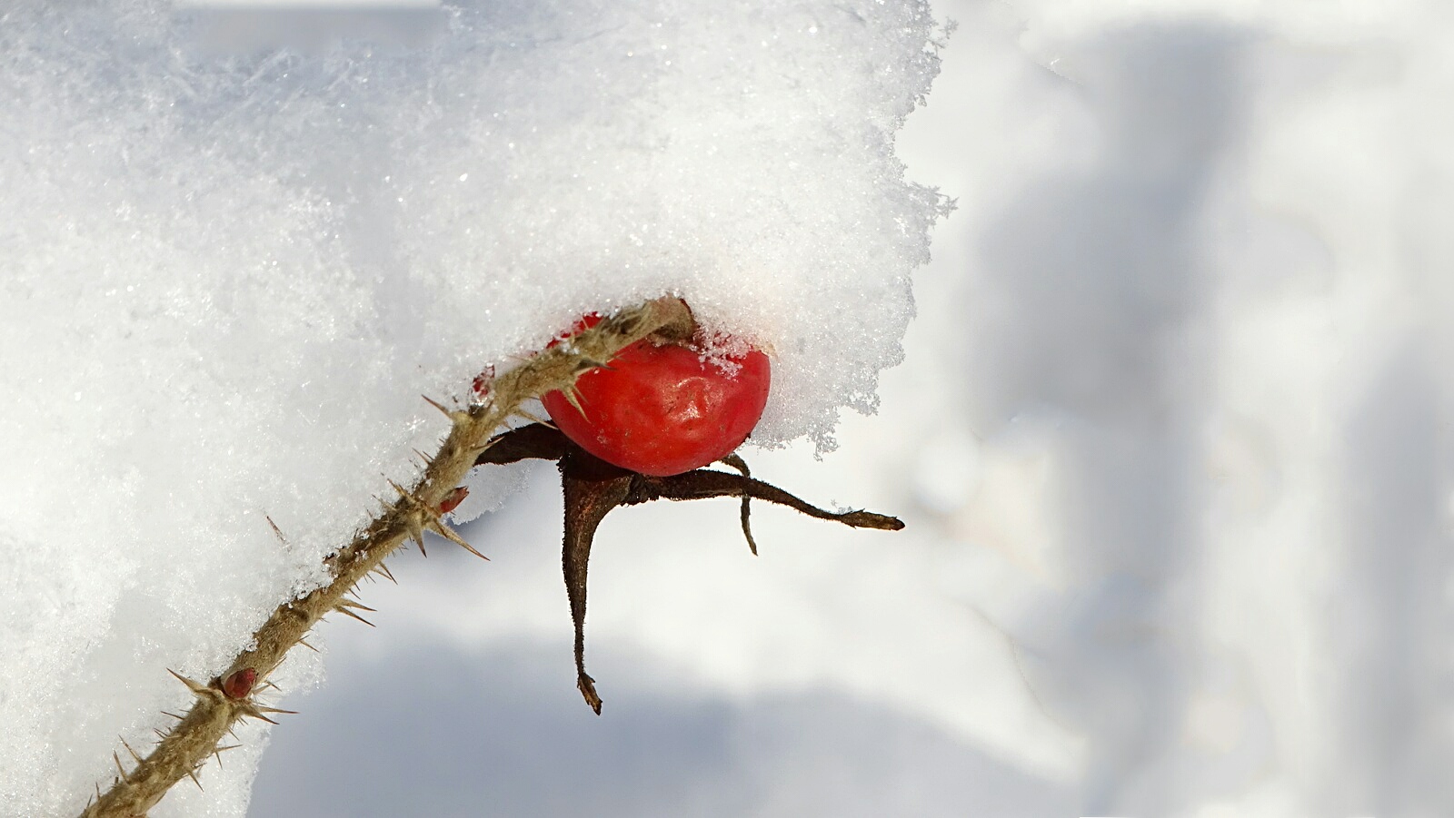 Природа Смоленщины 