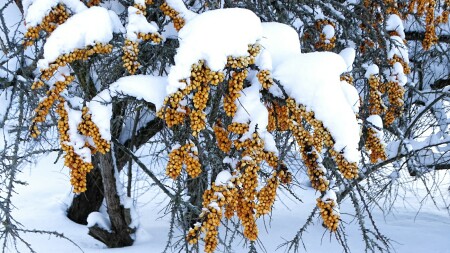 Облепиха в январе 