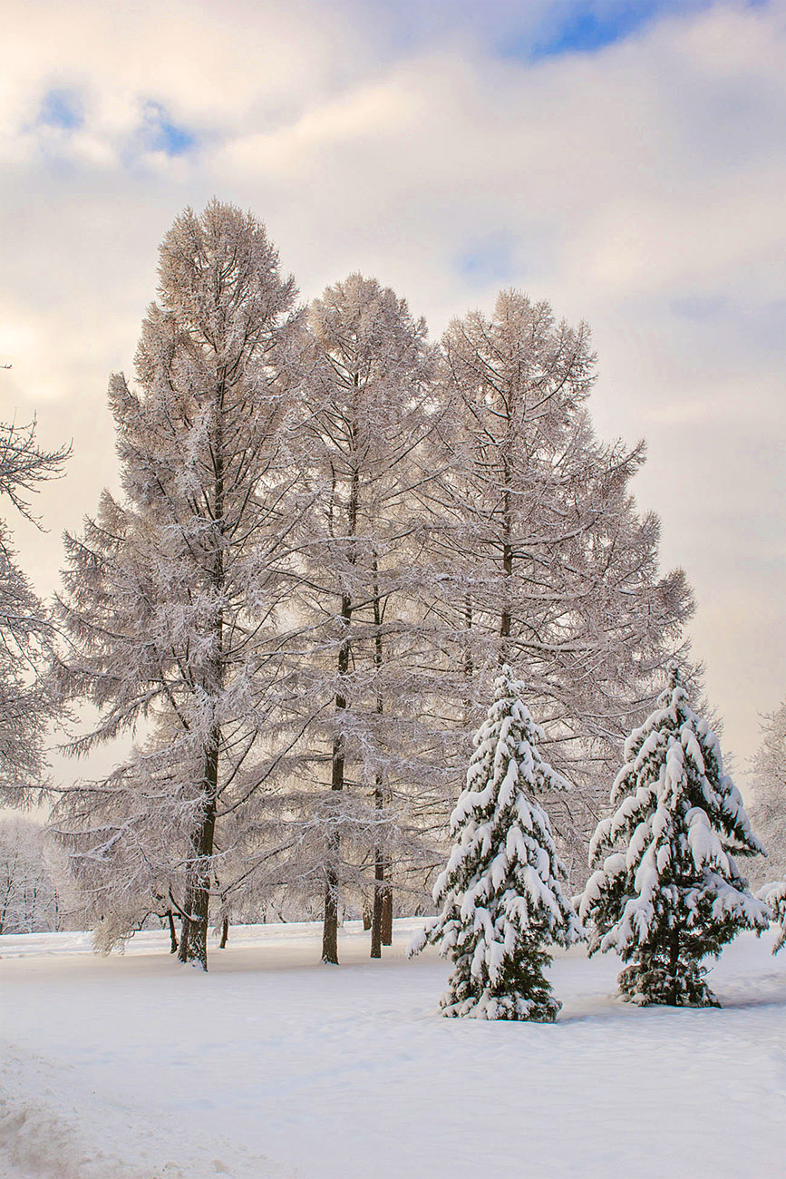 Новогодняя пора