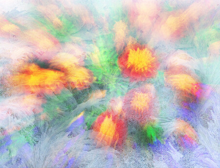 замерзшие цветы