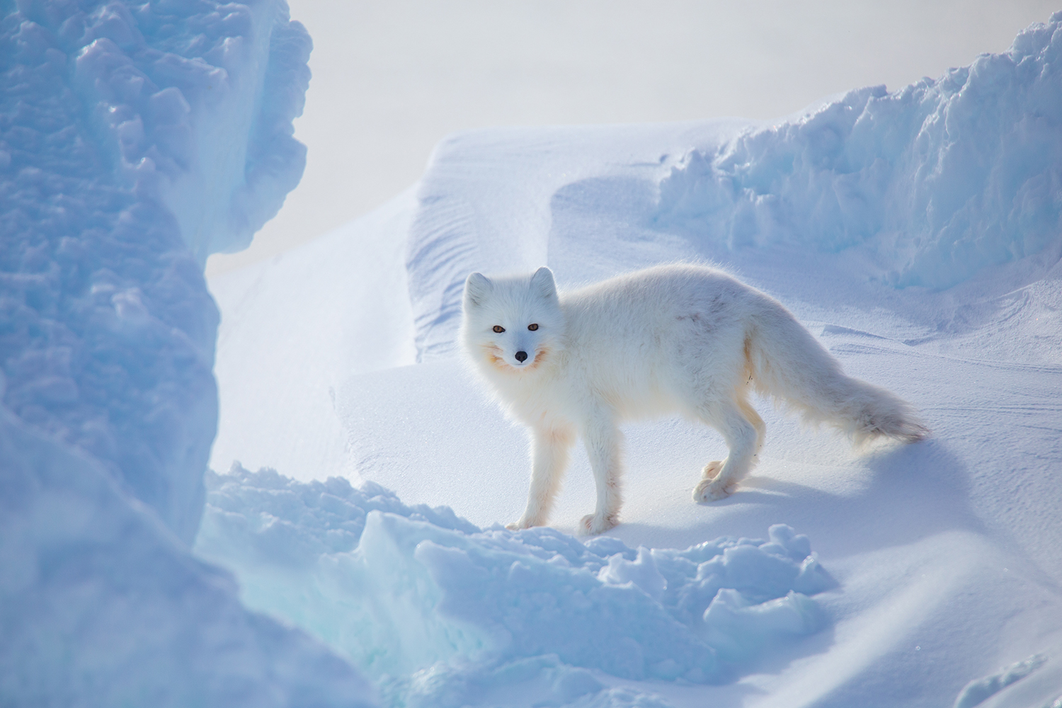 В ледяных торосах