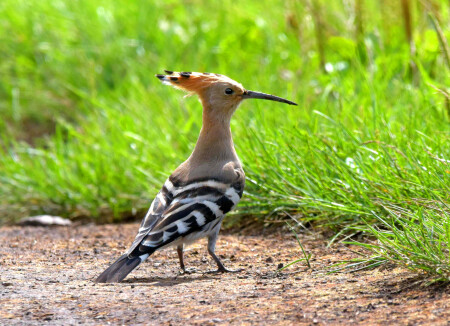 Экзотическая птичка