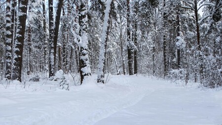 Природа Смоленщины 