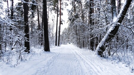 Природа Смоленщины 